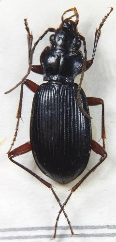 Nebria rubripes